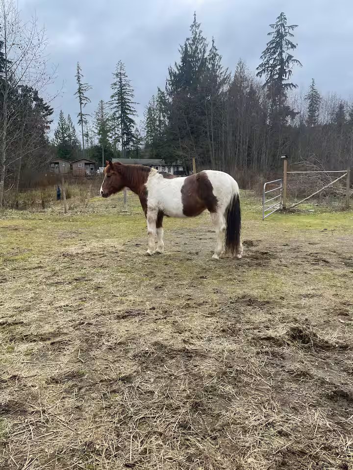 Suite Amour hobby farm